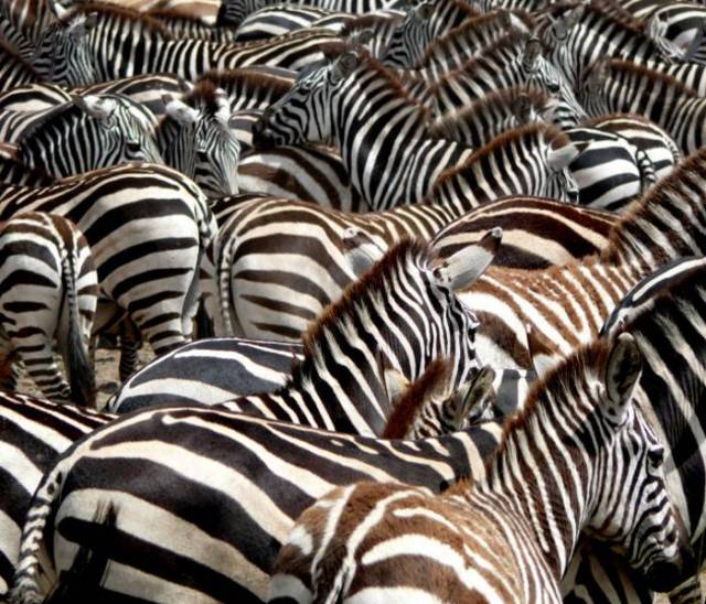 zebra 20  700 x 600