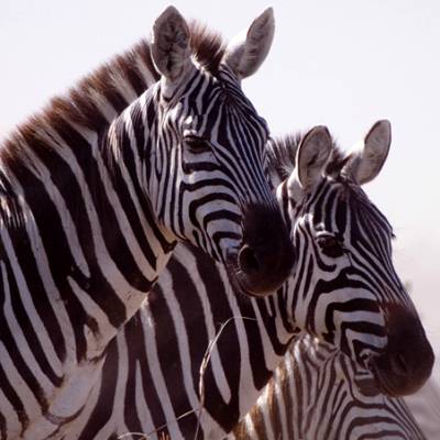 zebra 4  400 x 400